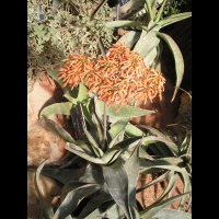 Aloe reynoldsii (fam Asphodelacees) (Afr. du sud) (2)